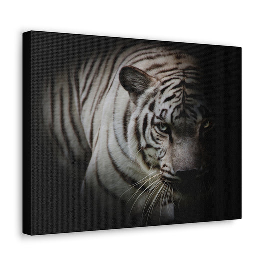 Black and White Tiger