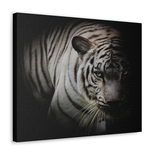 Black and White Tiger $65